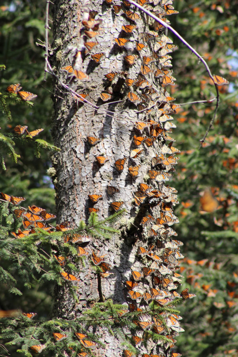 Monarch Conservation, Monarch Butterfly Conservation - Forests For Monarchs