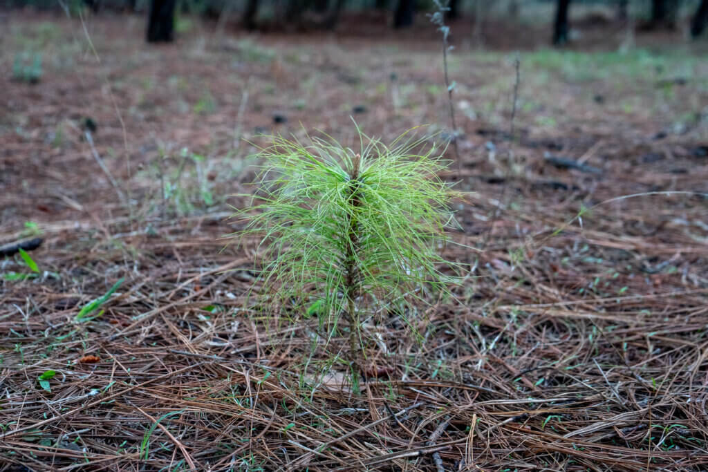 tree seedling