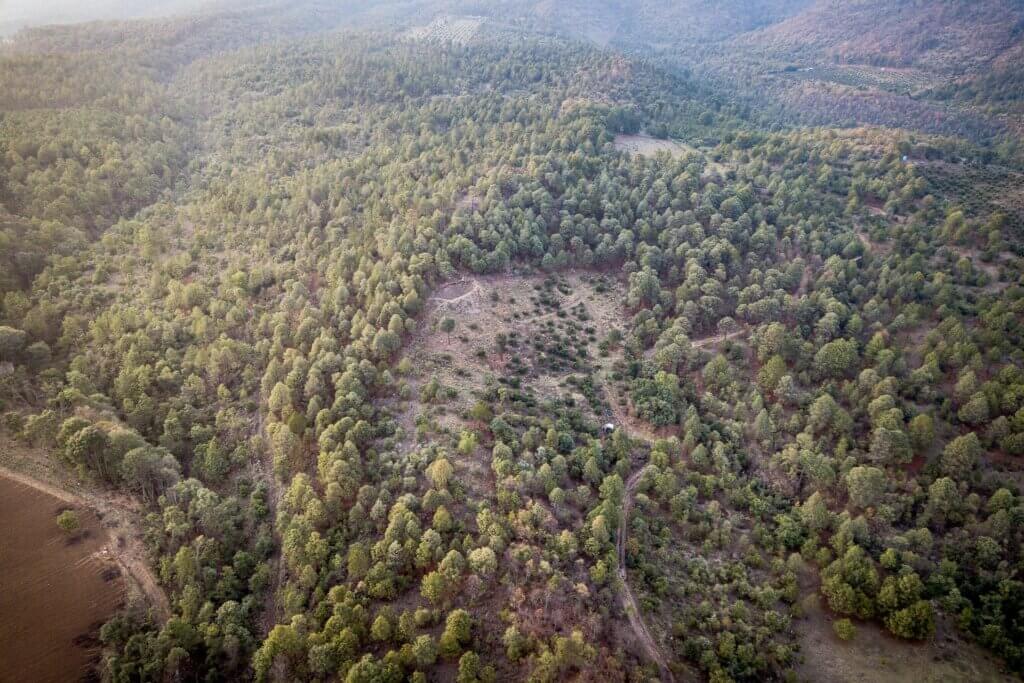 Forest with planting site in center