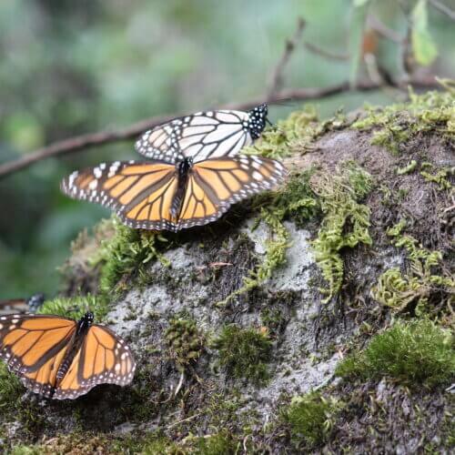 three monarch butterflies on a mossy fallen tree