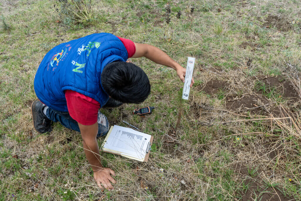 man measuring tree sapling with ruler