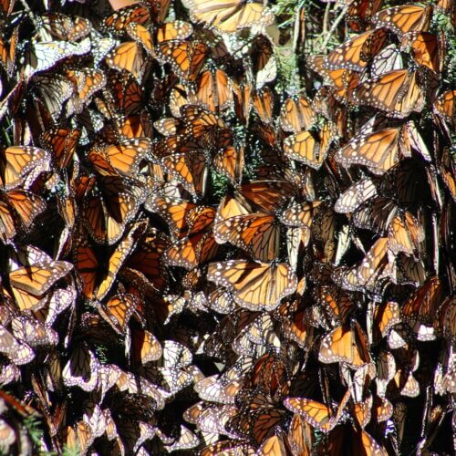 monarch butterflies clustered together on a tree branch