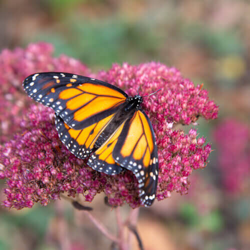 Male monarch butterfly on a plant