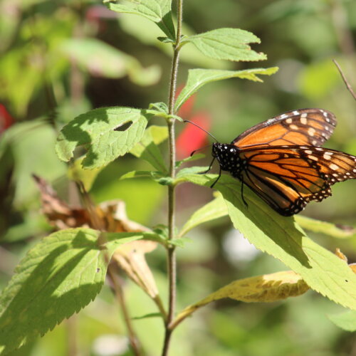 monarch butterfly on green plant